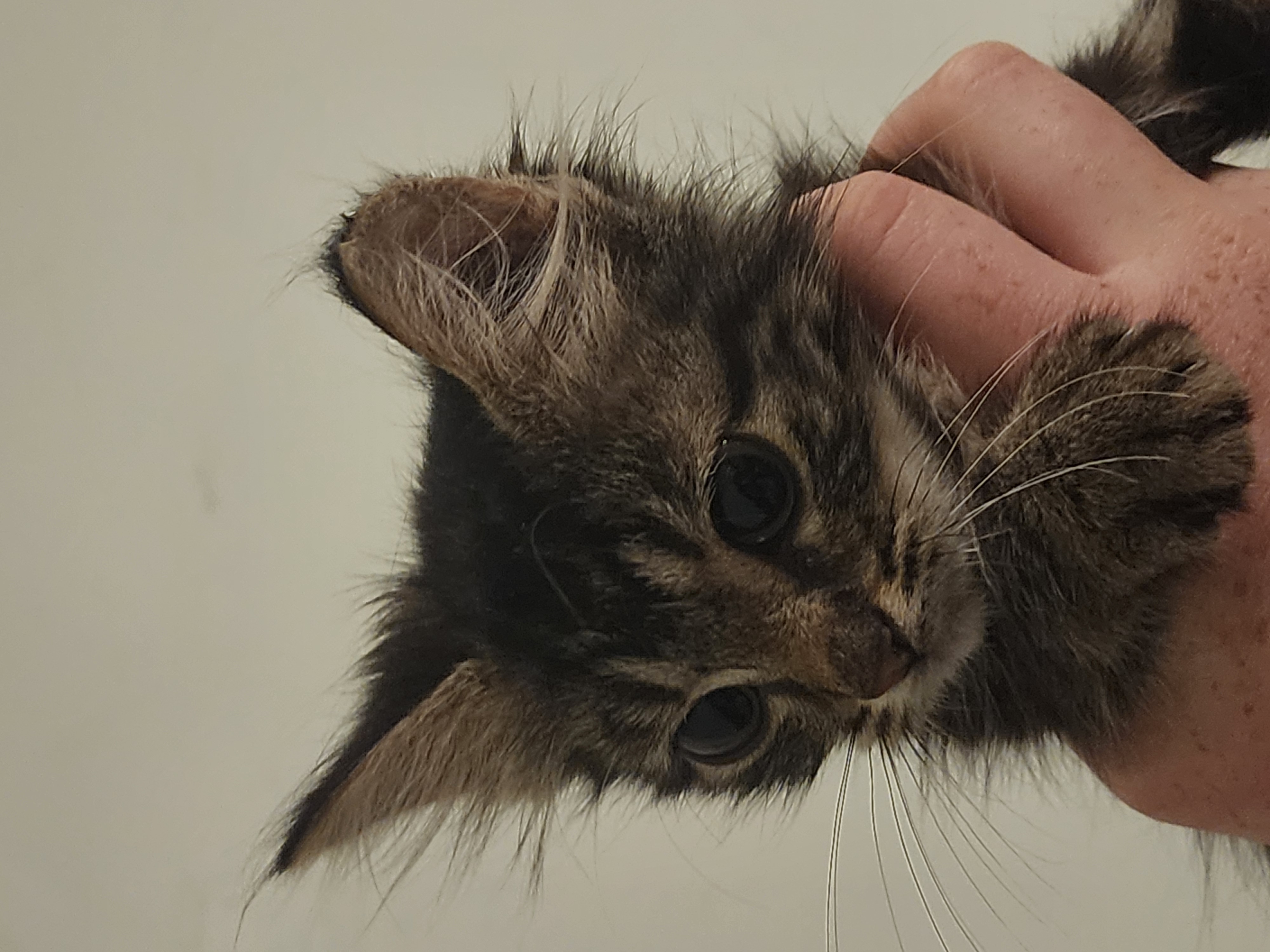My cat.