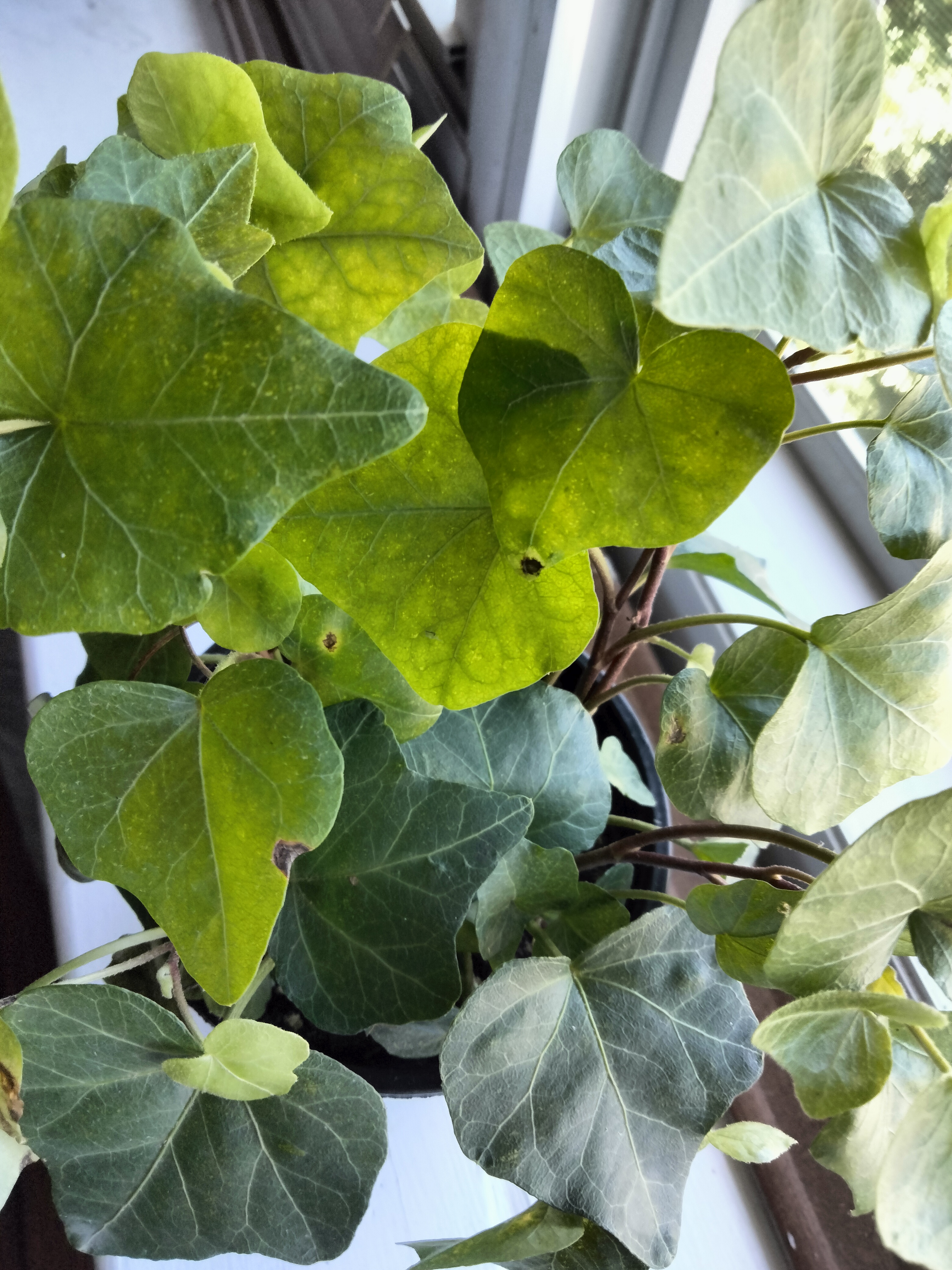plant