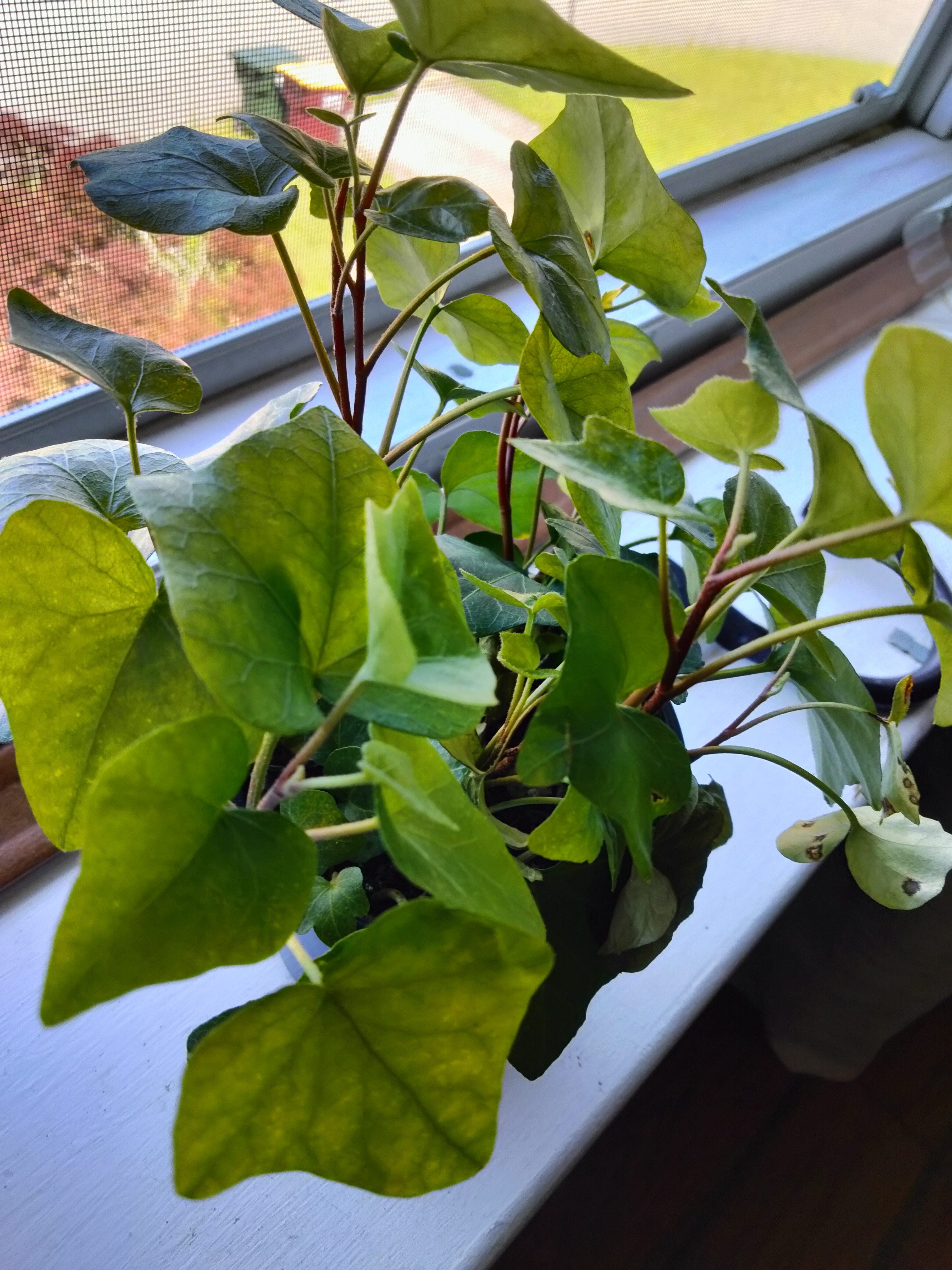 plant