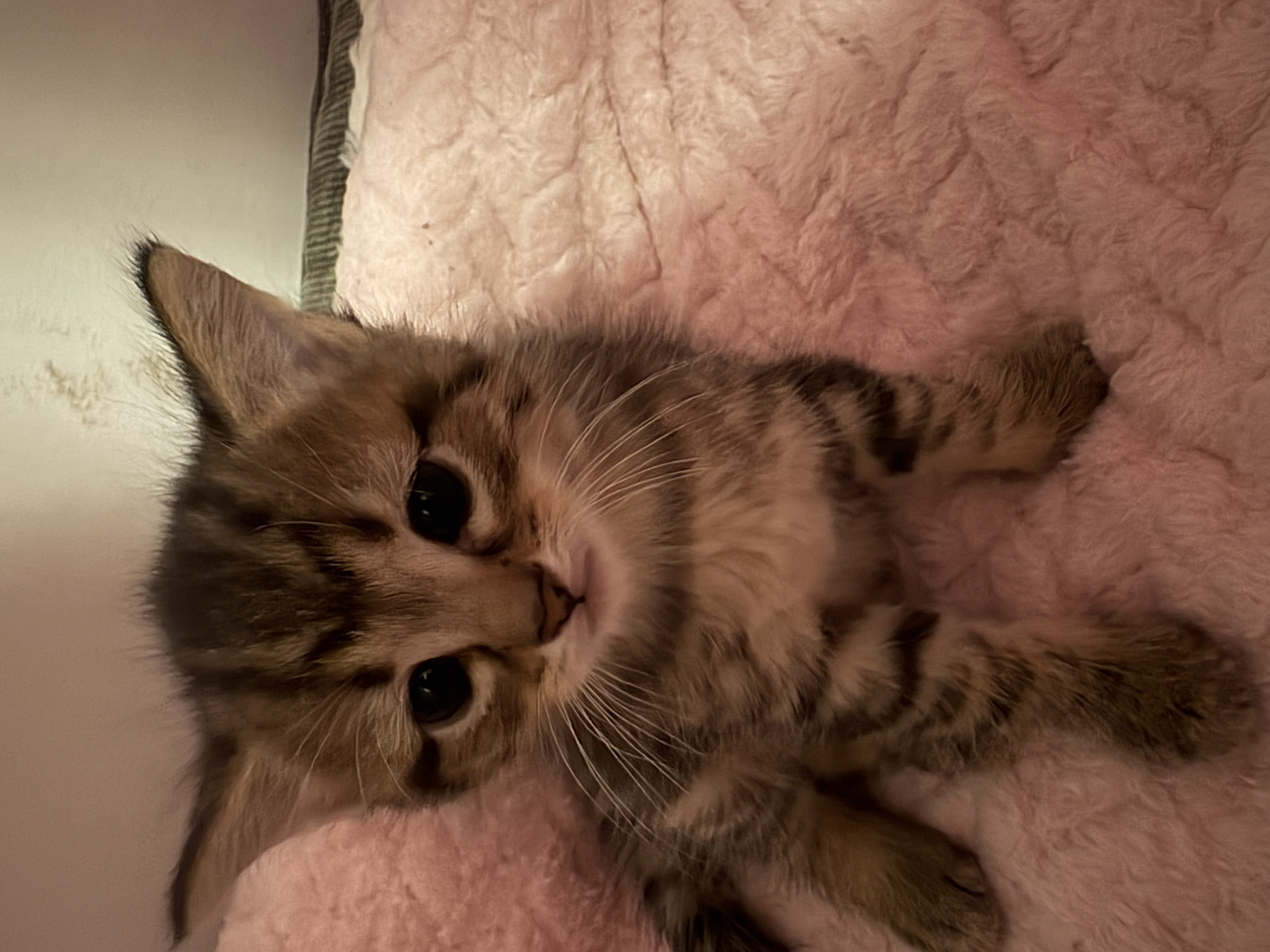 little kitty