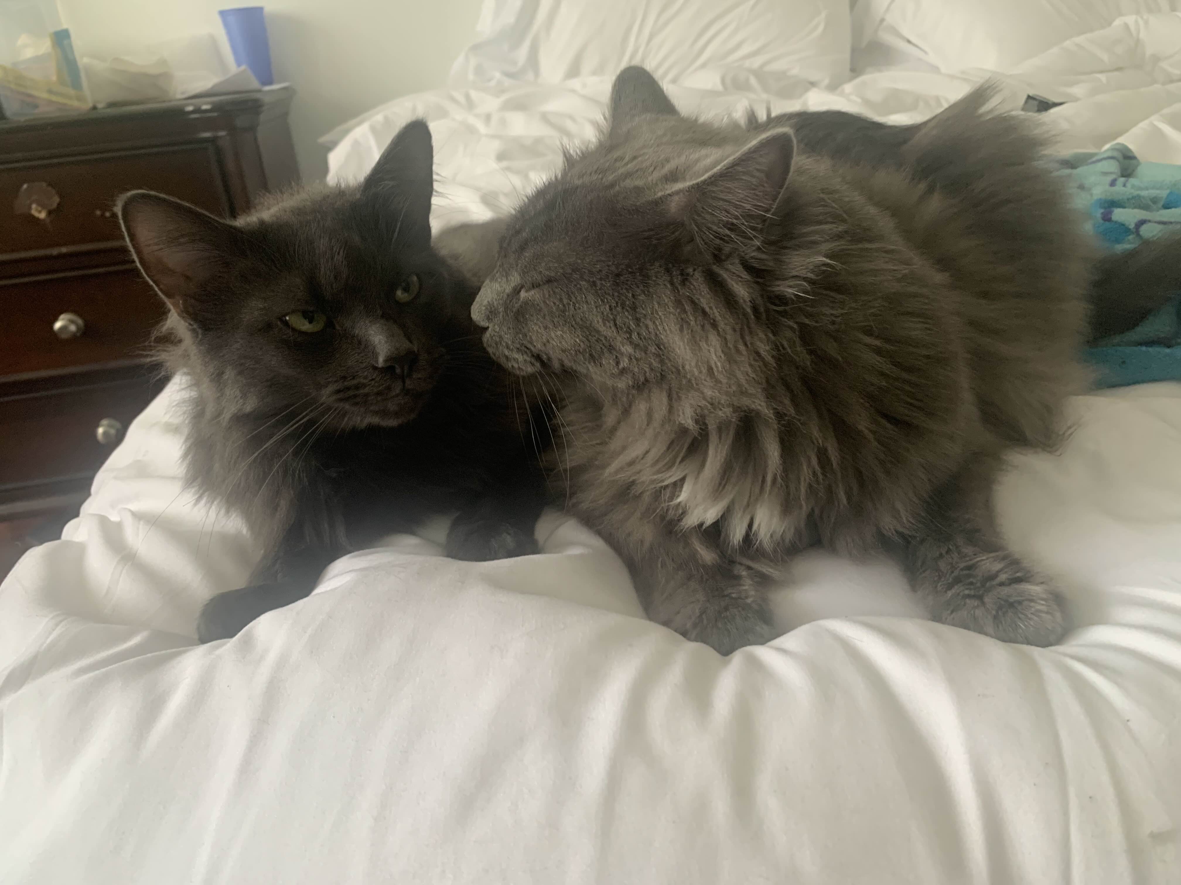 wayne (left) and chad (right)