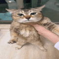 cat-tsh-ezgif.com-resize.gif