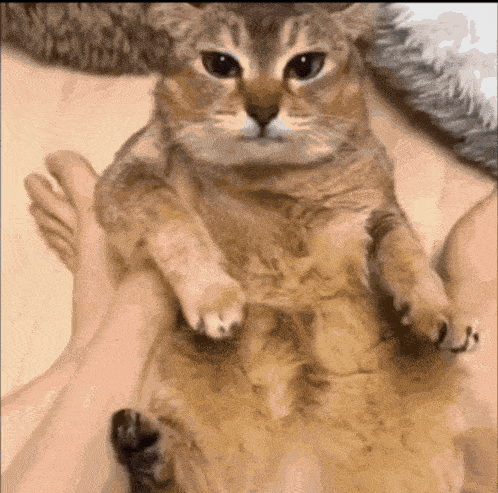 tole-tole-cat-running.gif