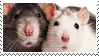 Two rats