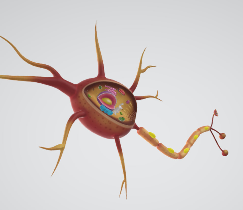 الخلية العصبية بتقنية الواقع المعزز