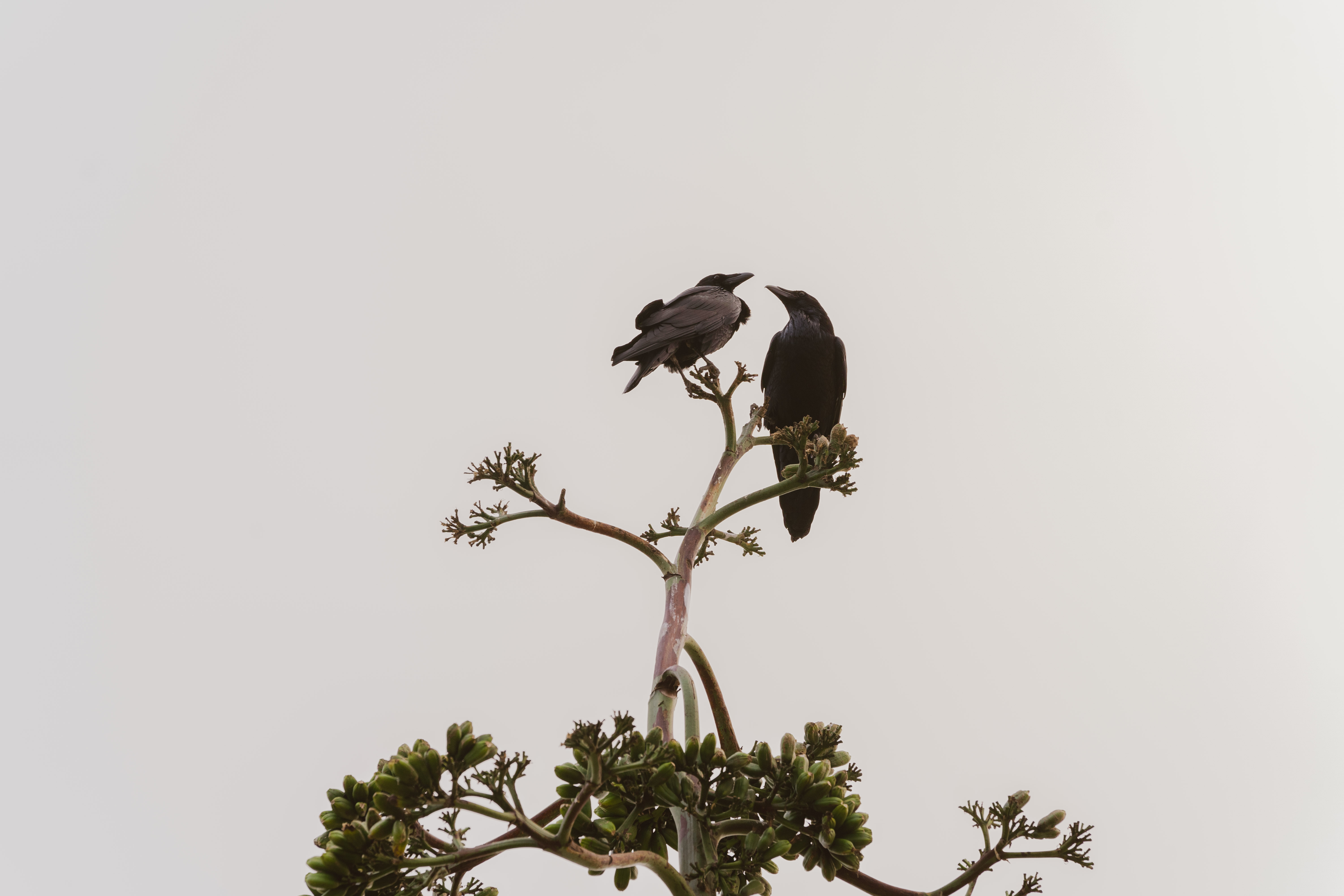 crows perched in a pair