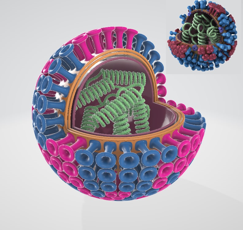 فيروس الانفلونزا