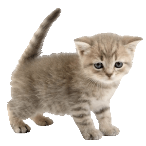 Kitty
