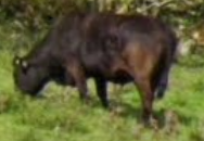 a black cow