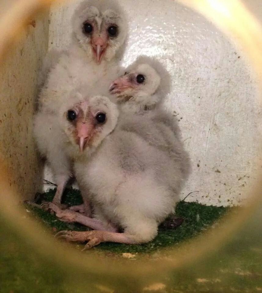 semipalatnsk's profile picture