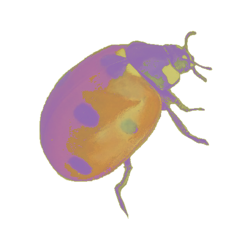 🐞