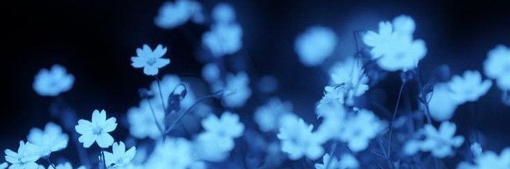 Header image placeholder