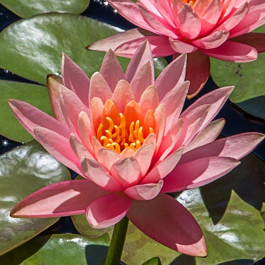 water%20lily%201.jpg
