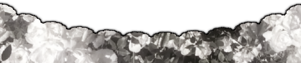 Divider bottom◟ Nftu。 Divider bottom◟ Nftu。