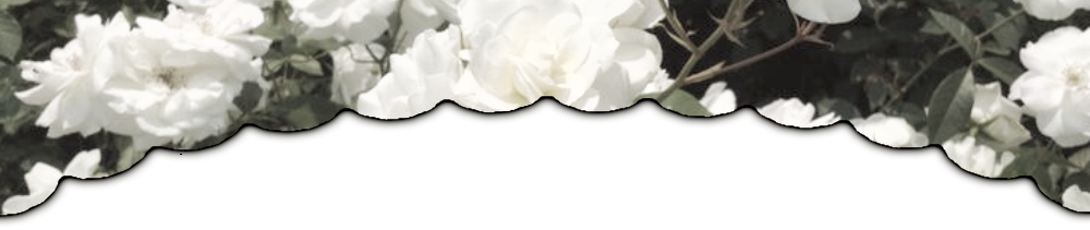  Divider top◟ Nftu｡ 