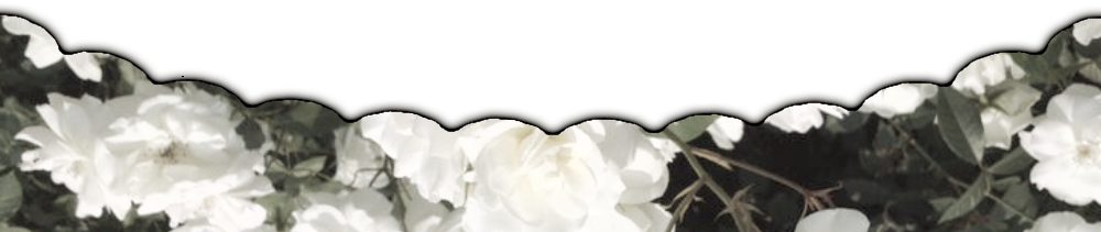  Divider bottom◟ Nftu｡ 