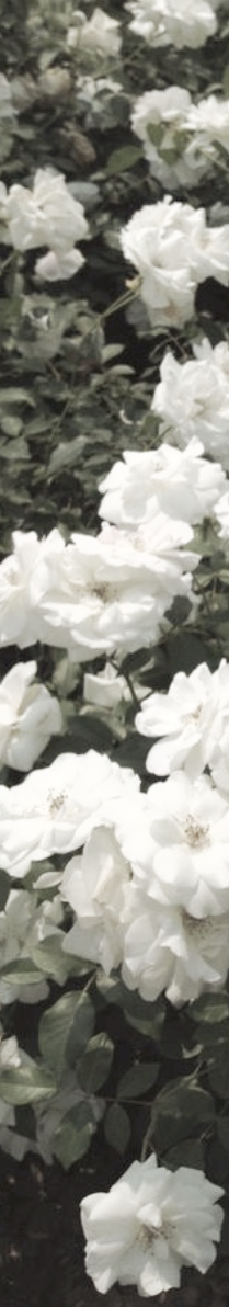 ⠀side flowers｡⠀