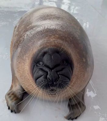 A male ringed seal named Katsunori. He has a wrinkly face and his wrinkles form a heart on his forehead, which is where he stores all his love for his seal wife, Yo-chan.