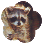 cute raccoon