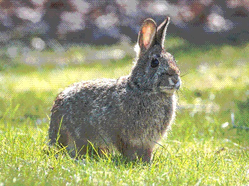 bun photo