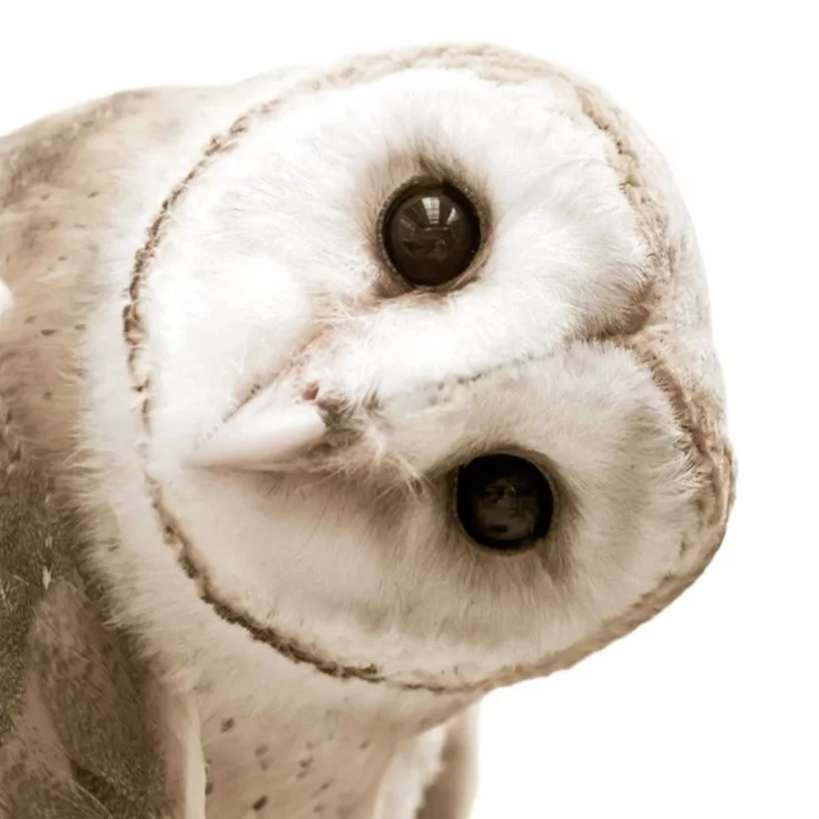 barn owl