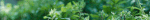 Leaves on a bush moving with a gentle breeze