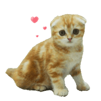 kitty