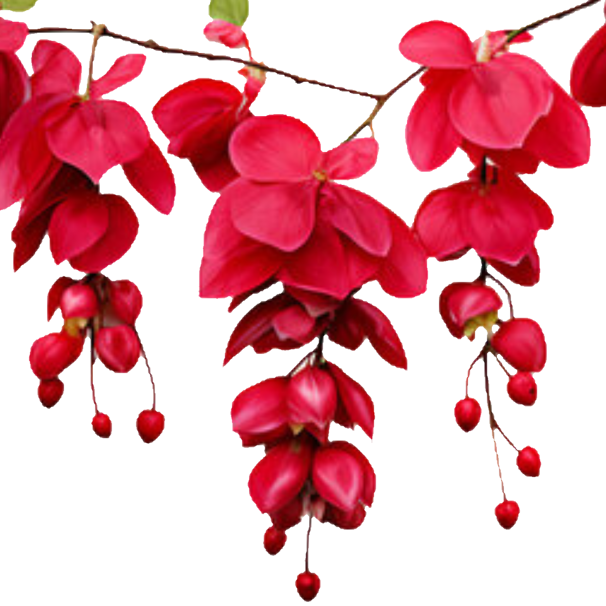 Bleeding Hearts