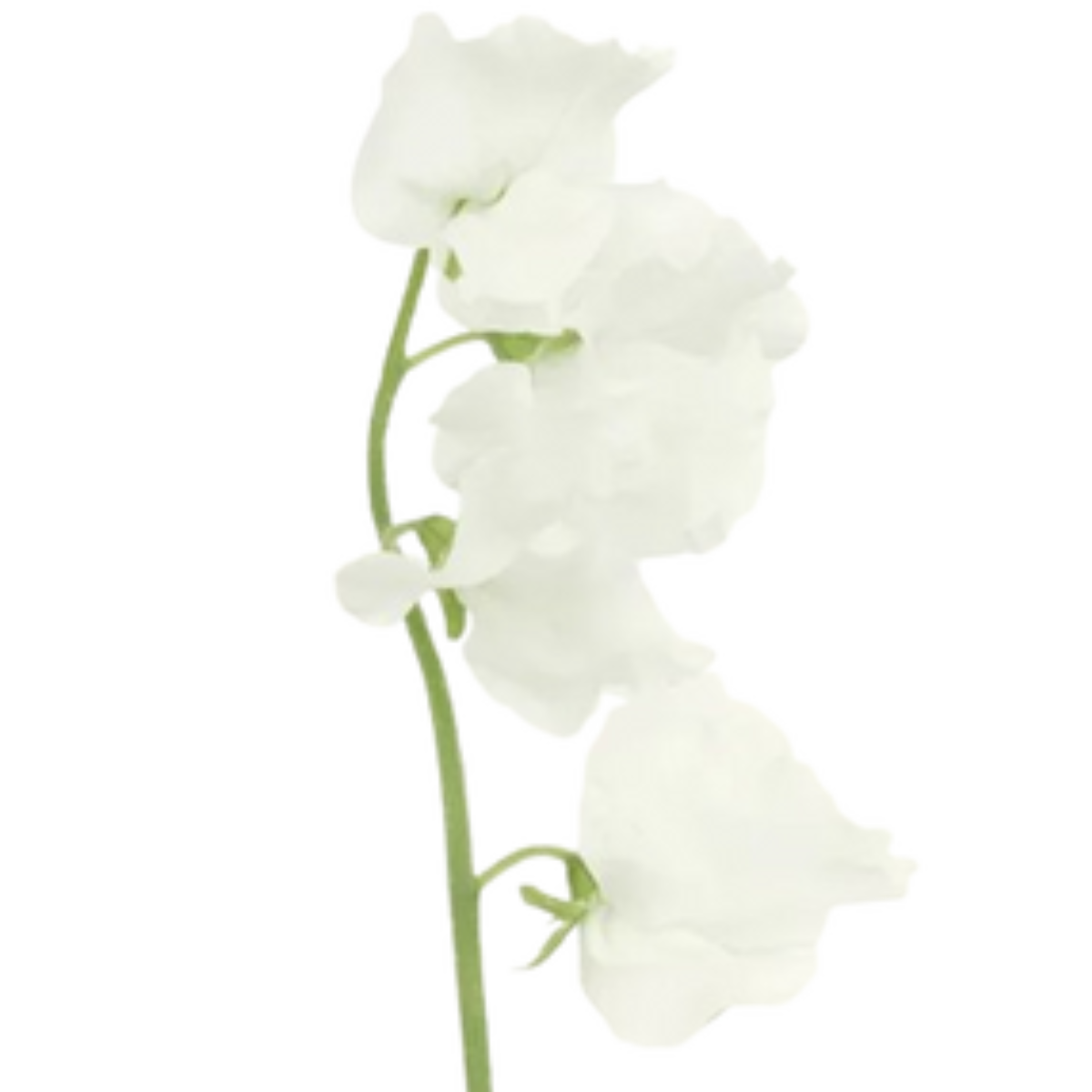 Sweet Peas