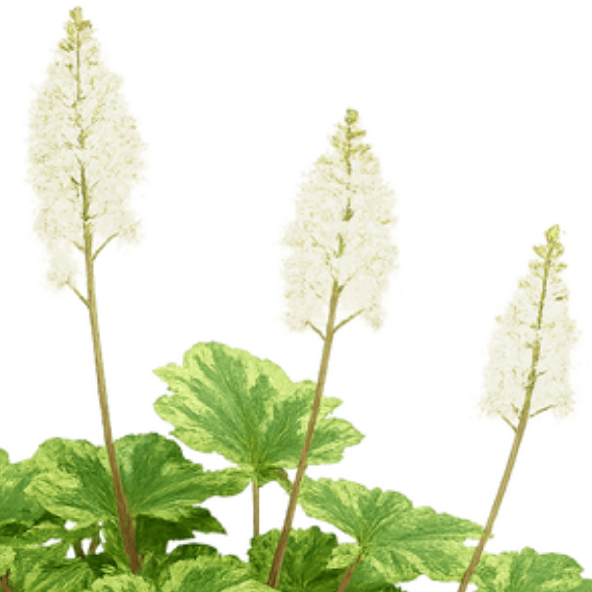 Heartleaf Foam