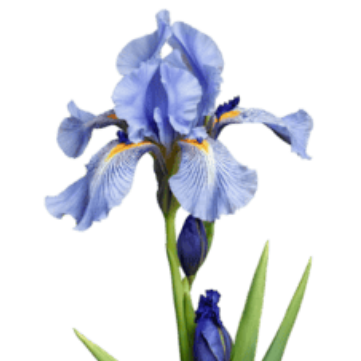 Irises