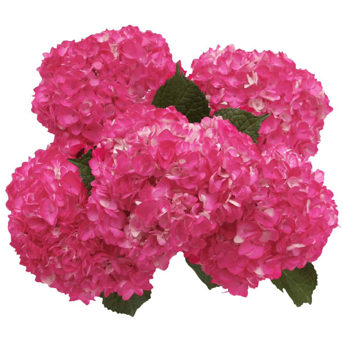 Hydrangeas