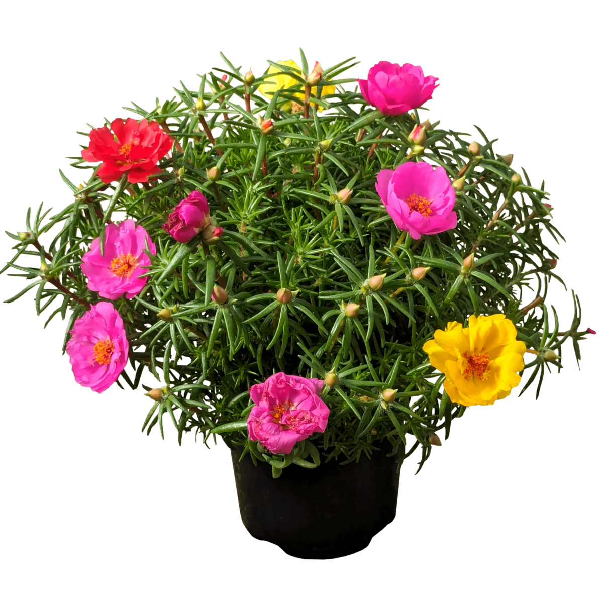 Portulacas