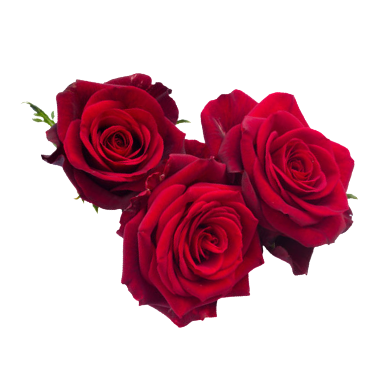 Roses