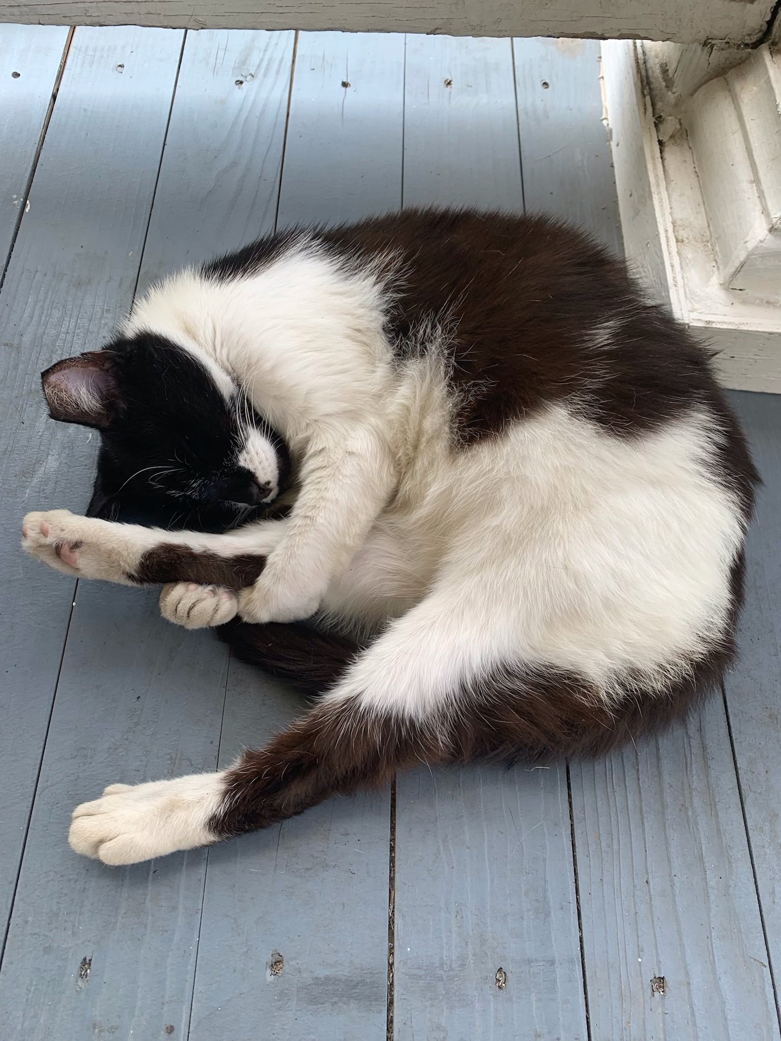a photograph of a black and white cat hugging its back paw as its resting. its lying on a desaturated blue wooden balcony. a photograph of a black and white cat hugging its back paw as its resting. its lying on a desaturated blue wooden balcony.