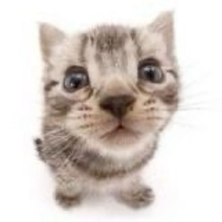 Look at the kitty. Isn't it cute? I love kittens. I hope I can have a kitten one day. I wasn't sure what else to put here, nothing fit my vision.