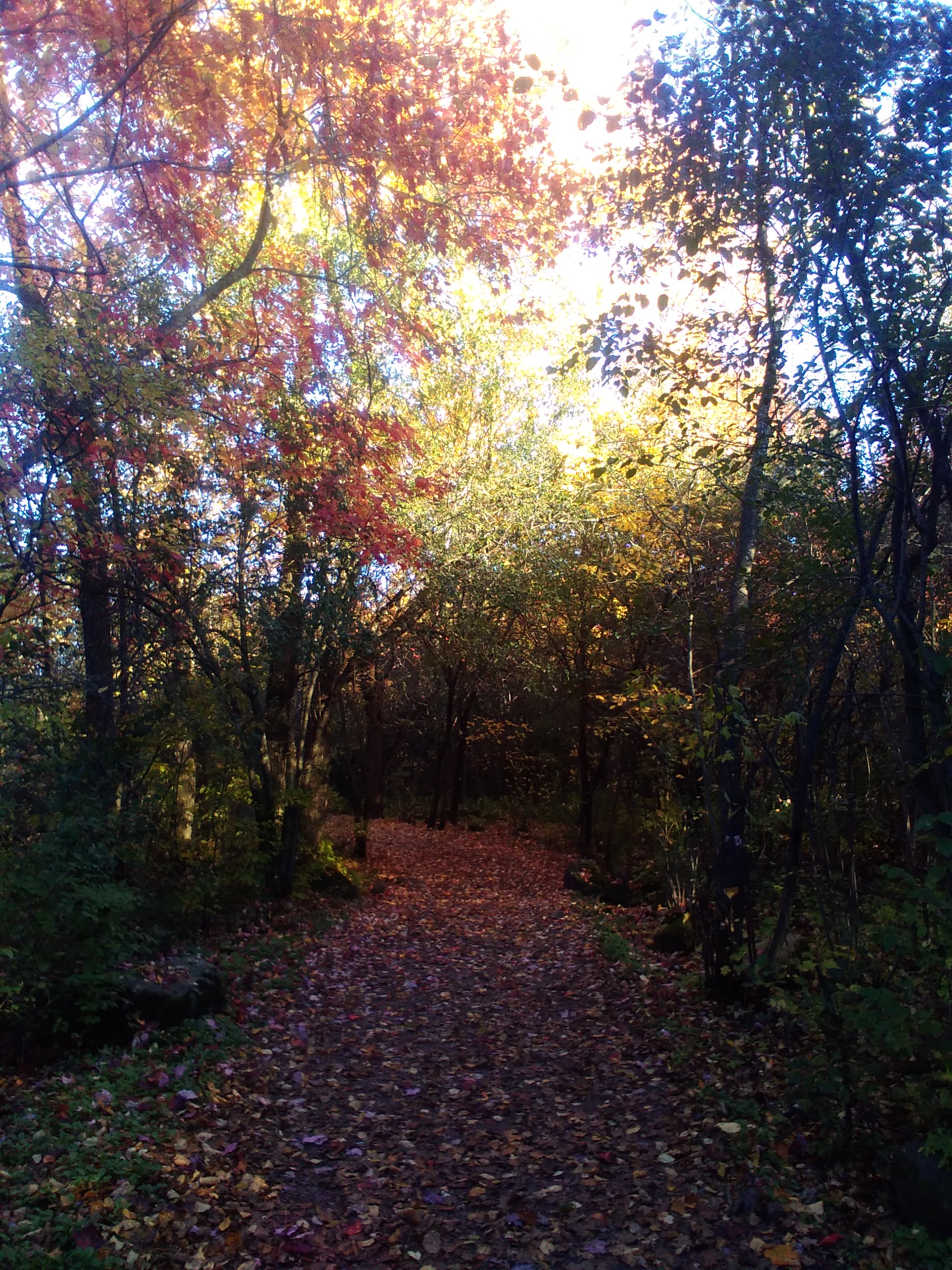 img of a hiking trail in the Fall. Many trees leaves are red and orange.