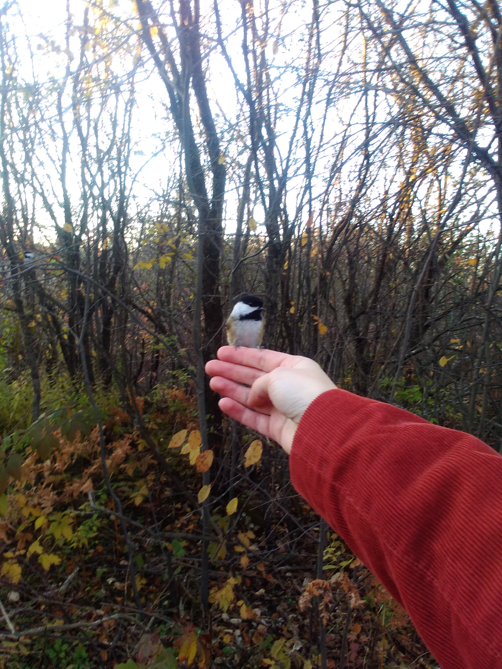 A small chickadee perched on a hand.