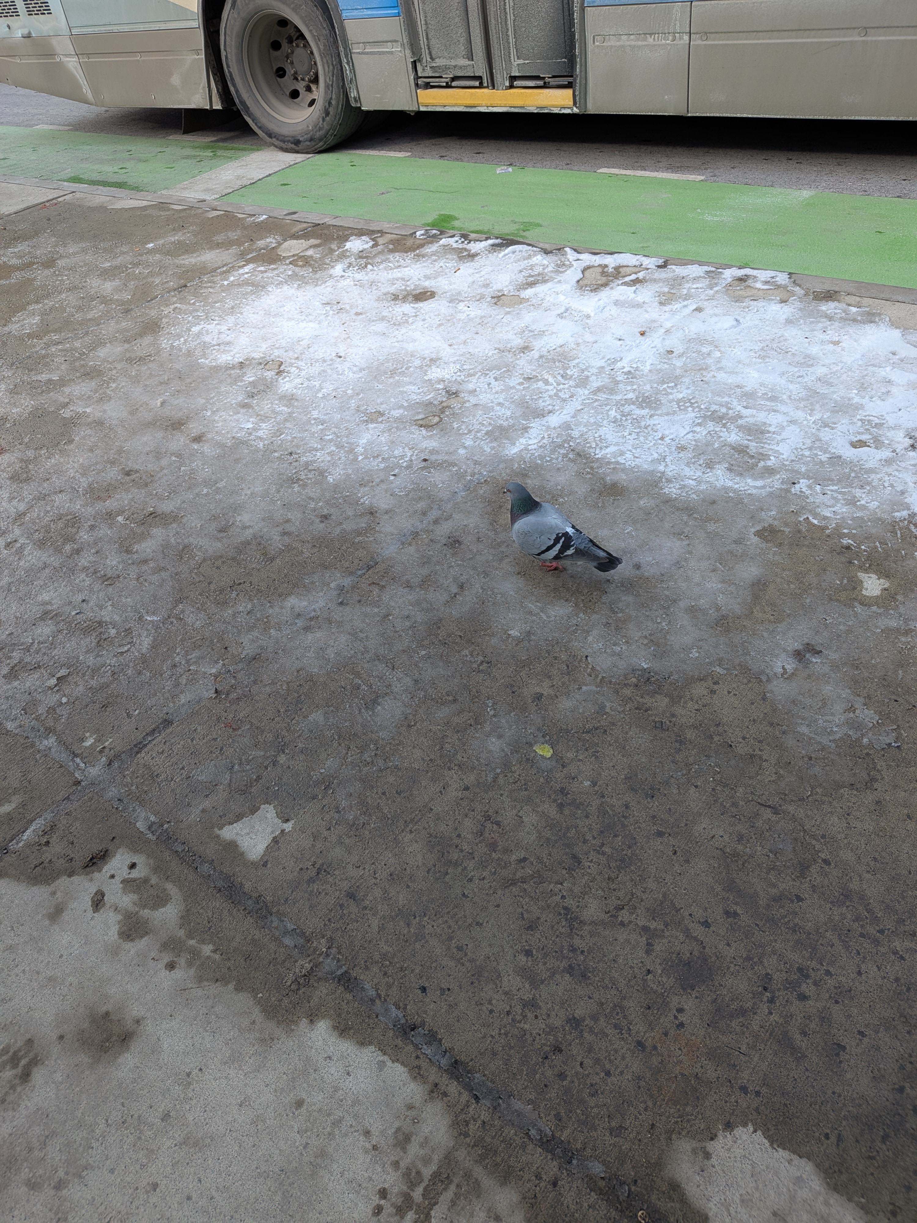 rock dove (Columba livia)