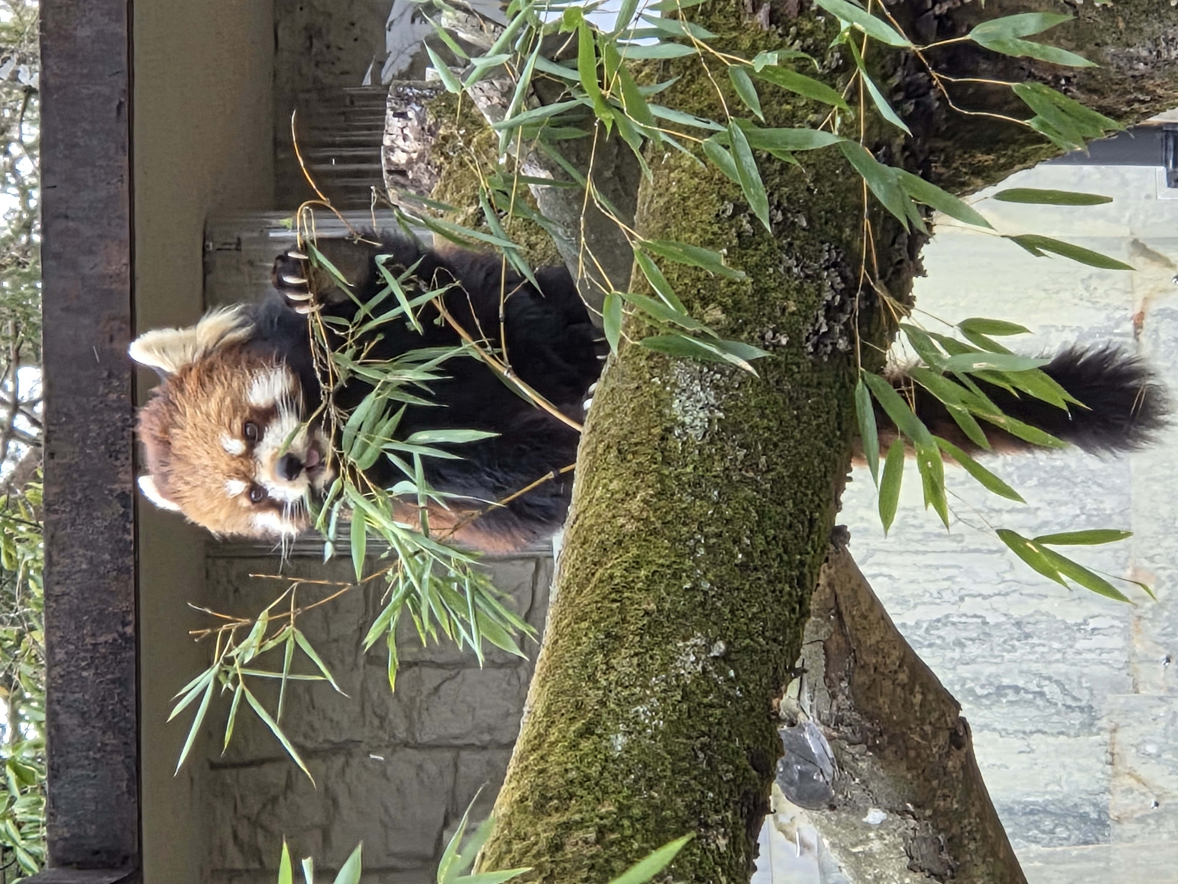 Red Pandaaaaaa (レッサーパンダ) “Lesser Panda”