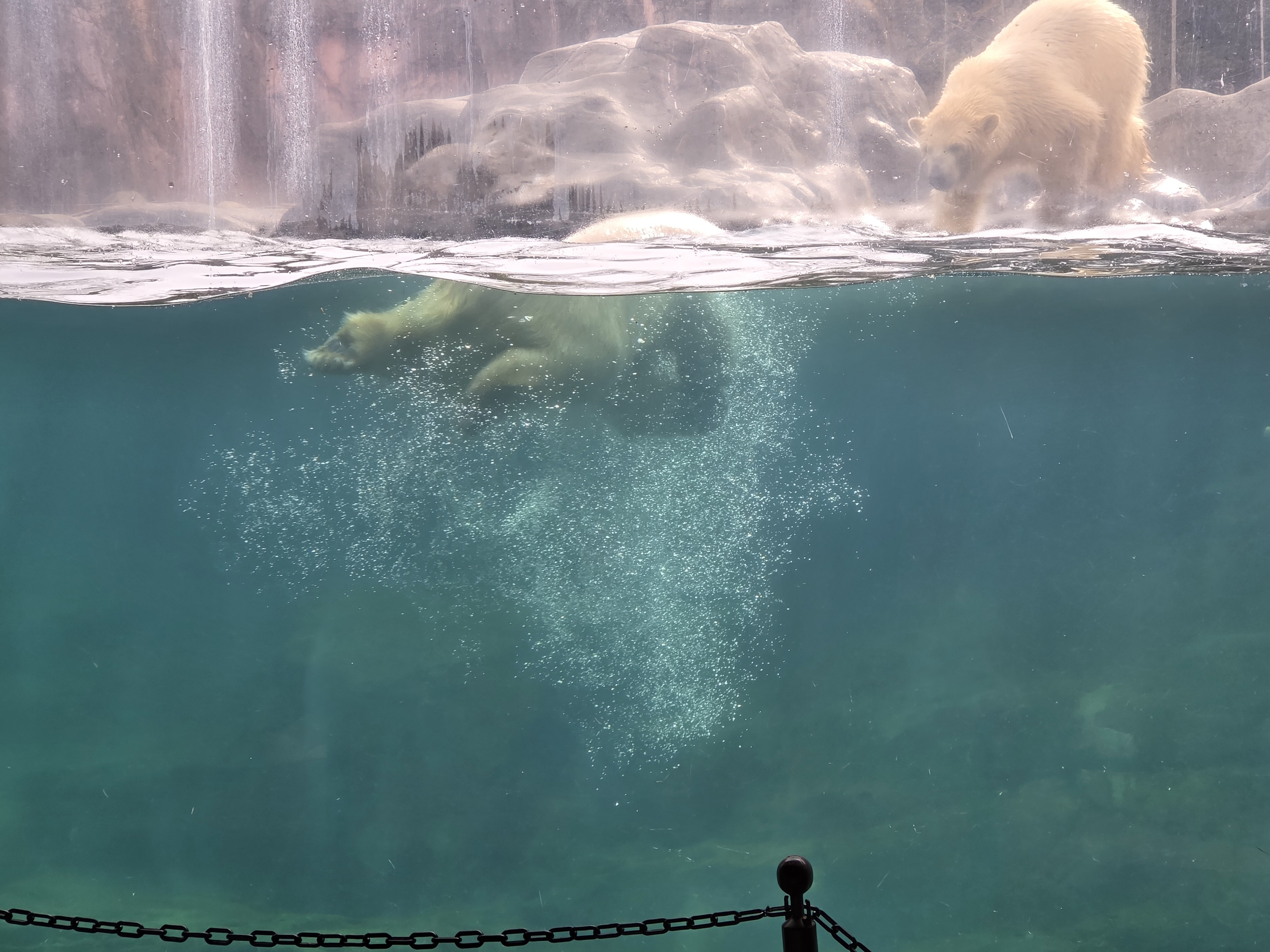 Umi and Sora, polar bear twins Polar Bears