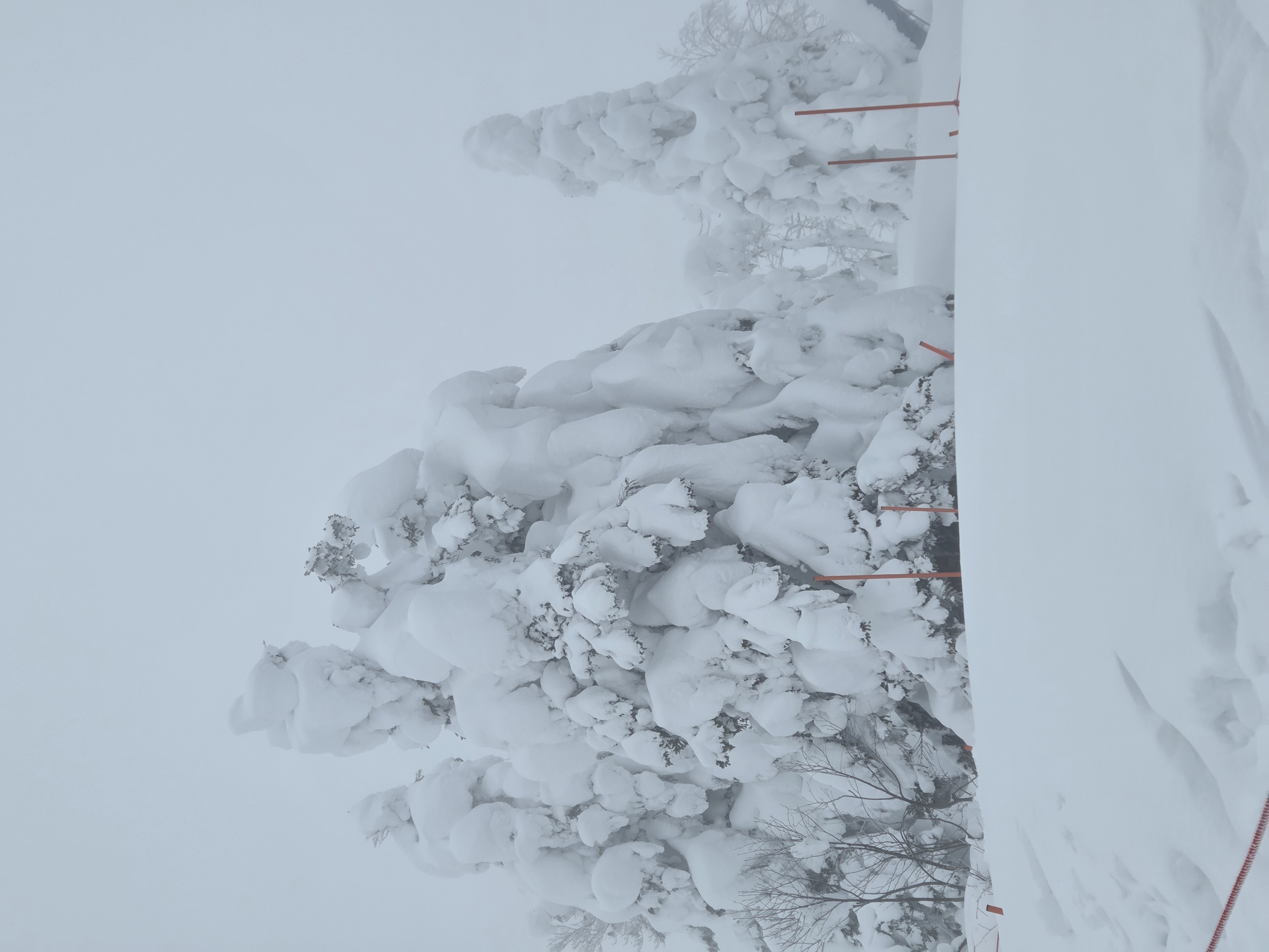 Snow monsters - trees covered in thick snow