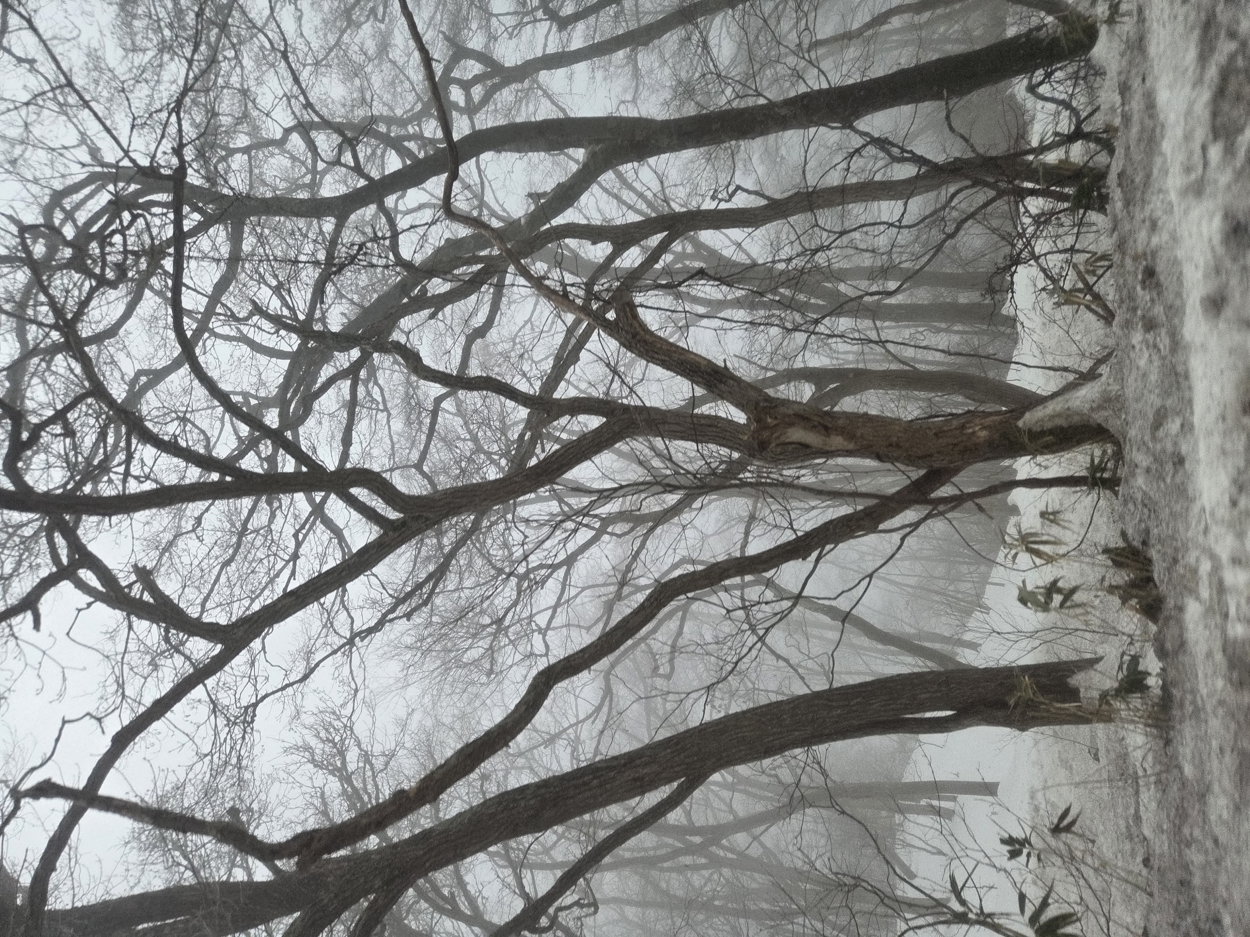 Cold skeletons of trees in the fog