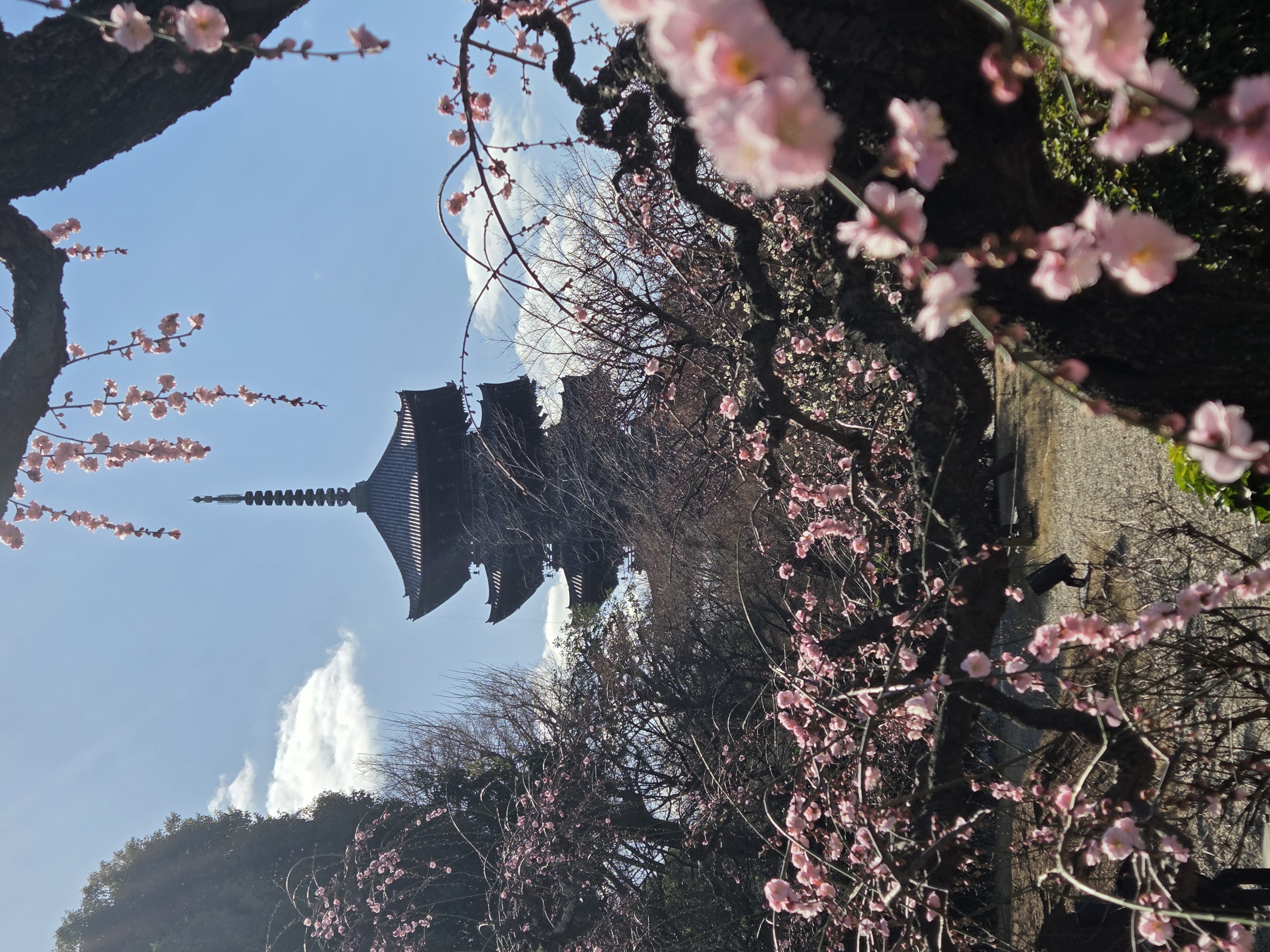 Plum blossoms and Pagoda Tō-ji temple pagoda