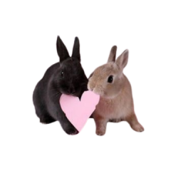bunny page doll