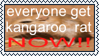 kangaroo rat