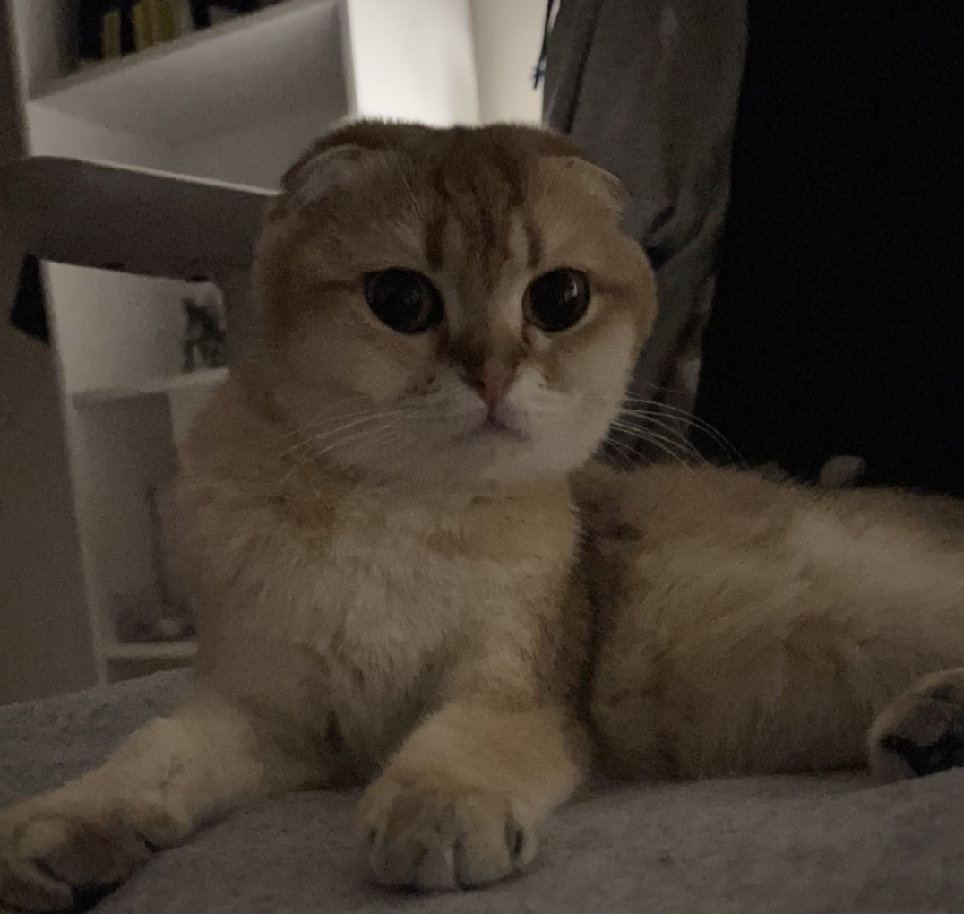 Luna the cat