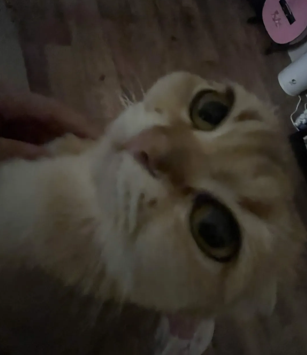 Luna the cat