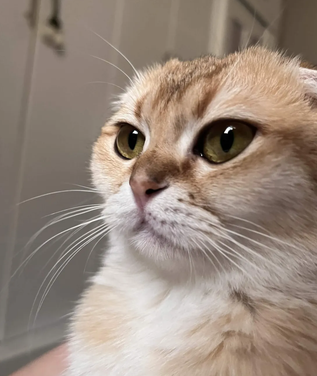 Luna the cat