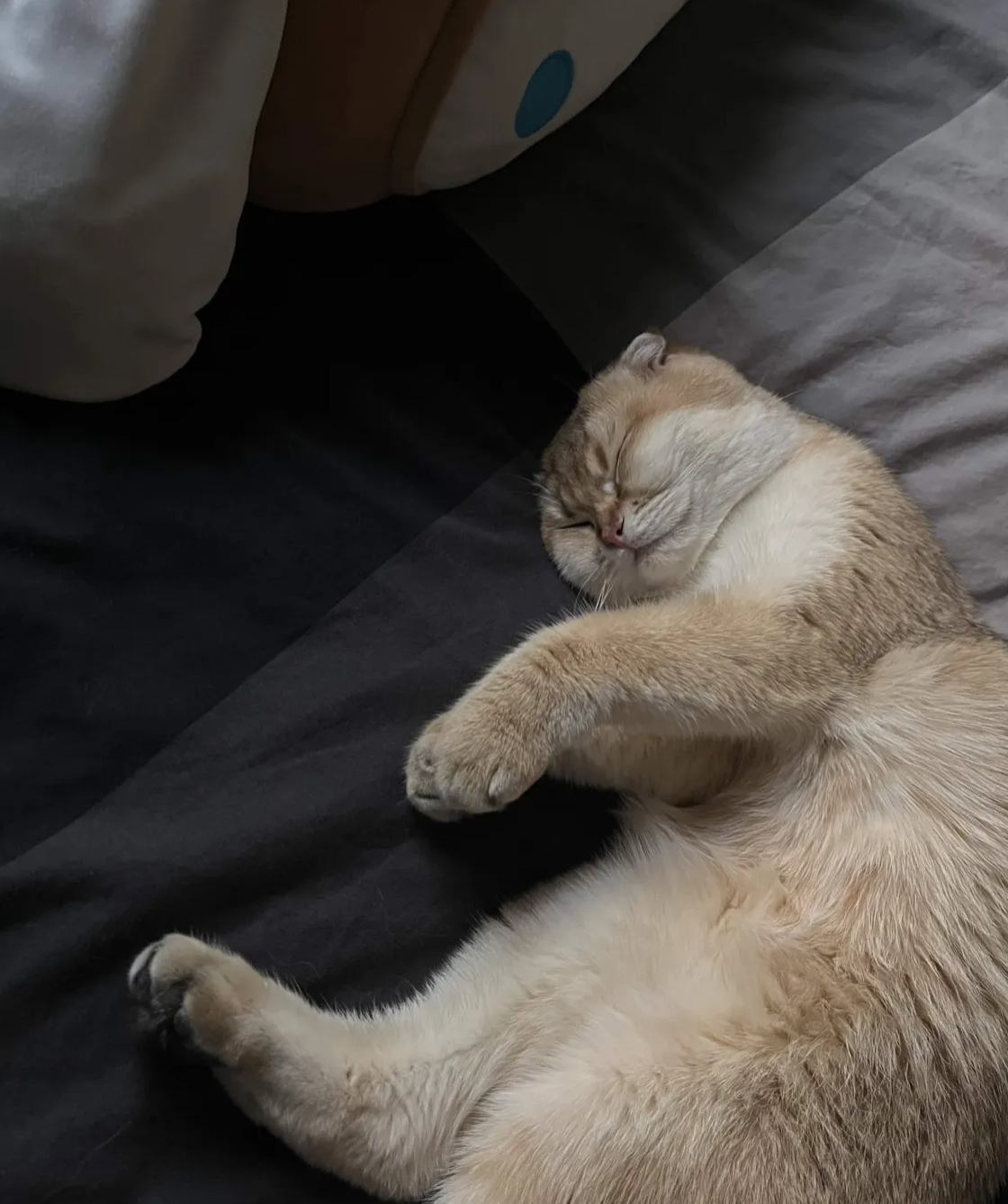 Luna the cat